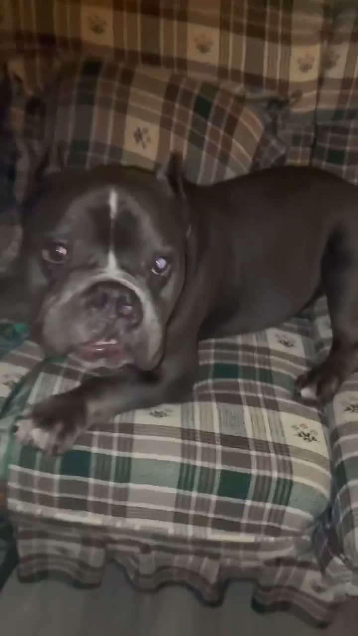 American Bully dogs for stud: Fat daddy’s first litter  - Video 2