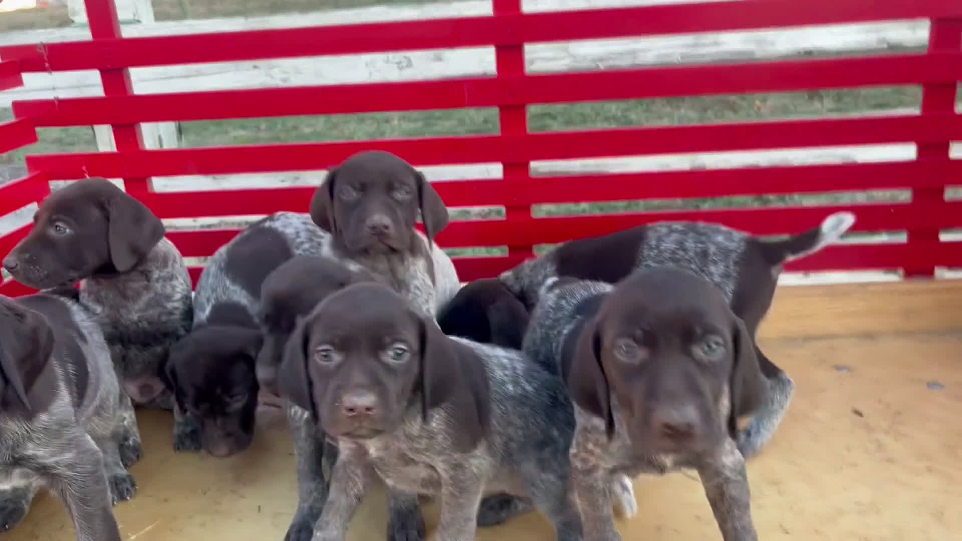 German Shorthaired Pointer dogs for sale: Peebles❤️🐾AKC Registered❤️🐾Call 717-321-3928 - Video 3
