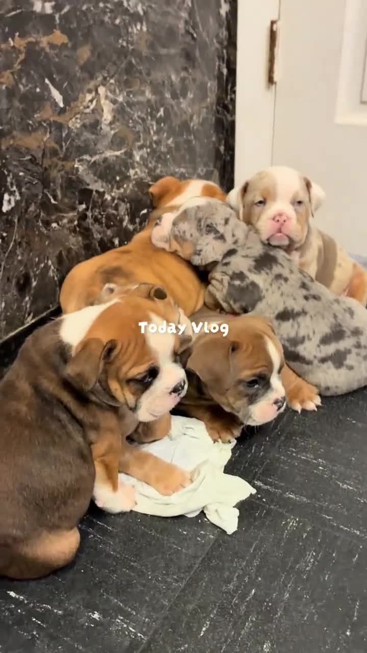 Mixed Breed dogs for sale: Luna bully hybrid  - Video 1