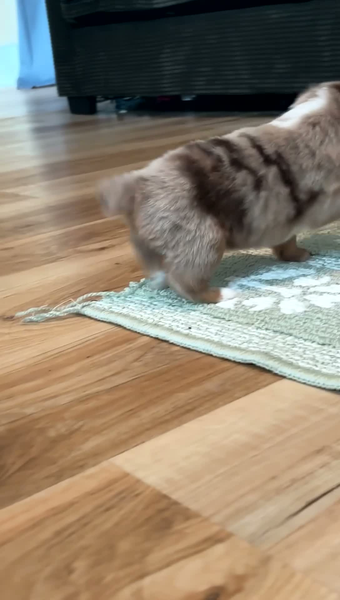 Toy Australian Shepherd dogs for sale: Ella - Video 2