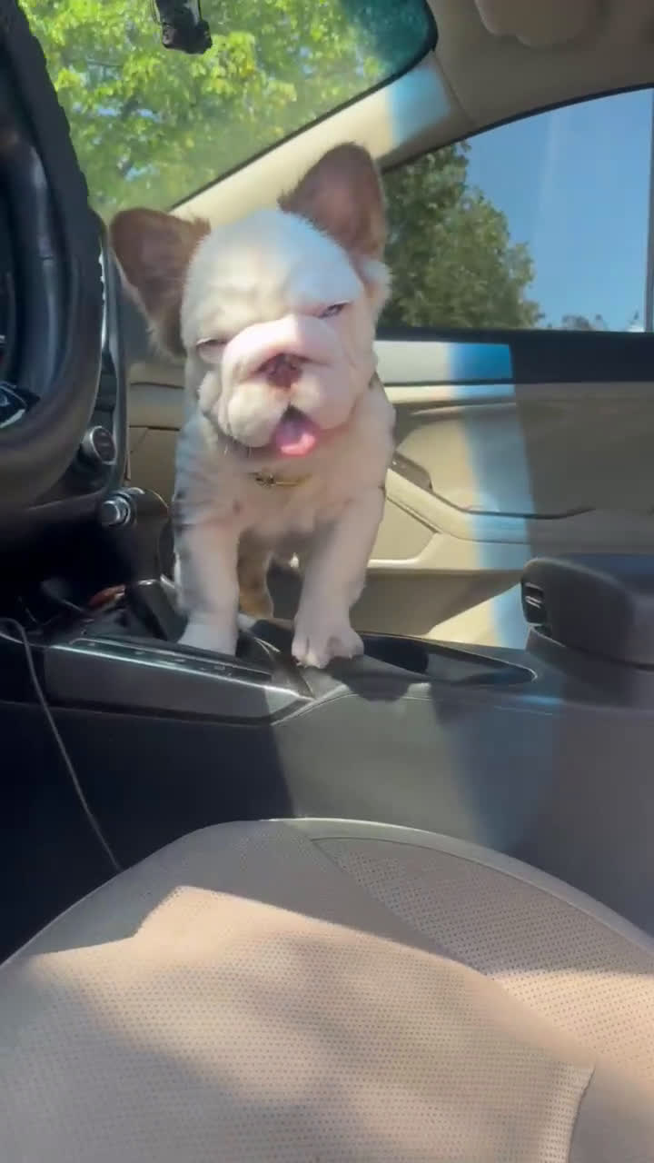 French Bulldog dogs for stud: Pablo Escobar - Video 1