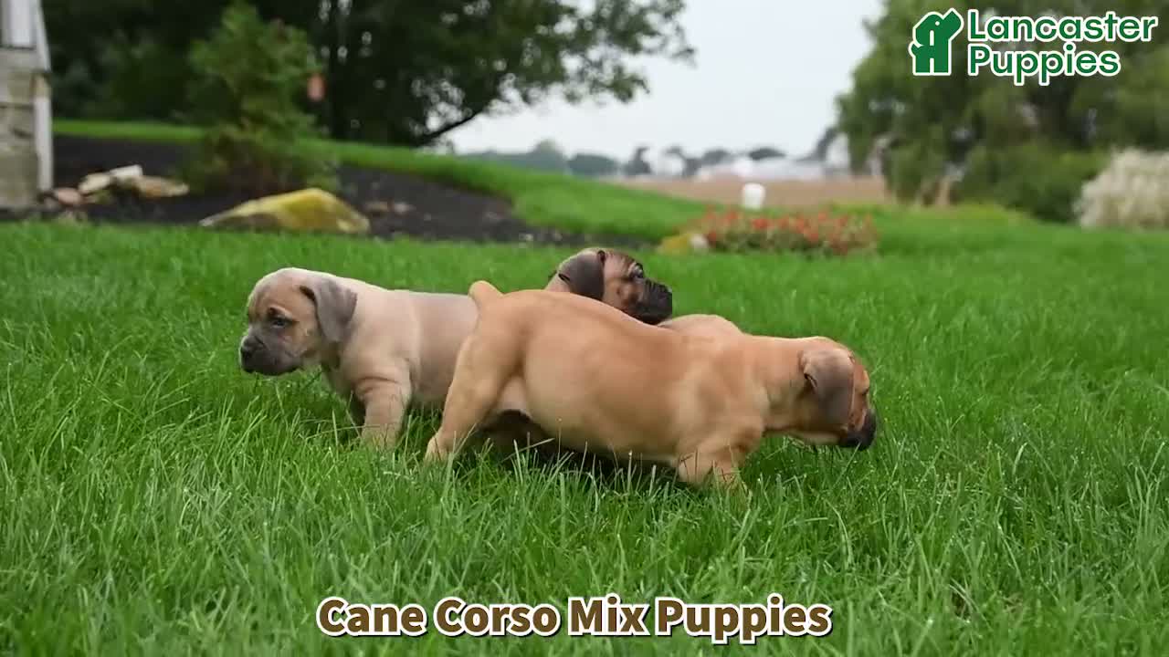 Mixed Breed dogs for sale: Sierra  - Video 1