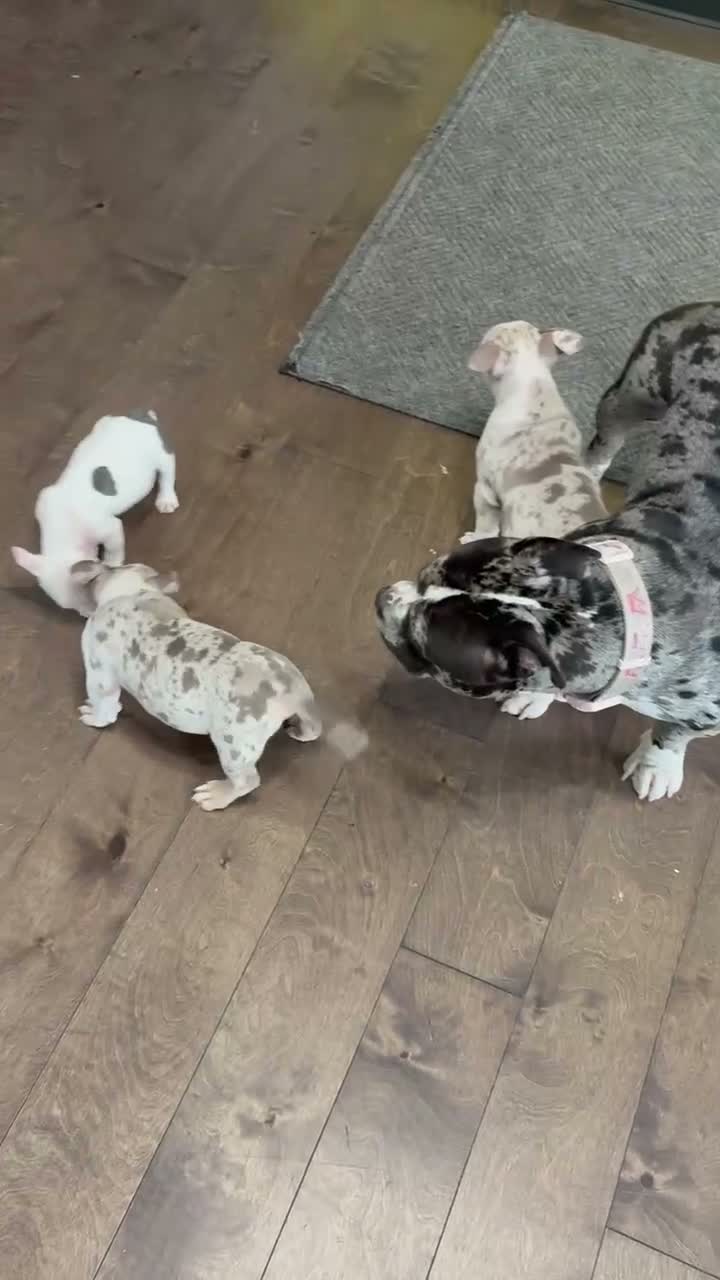 American Bully dogs for sale: American Bully 4 - Video 1