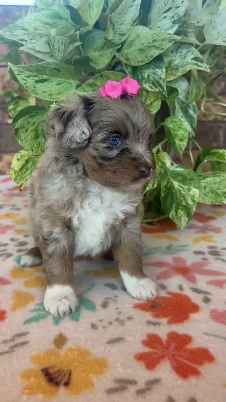 Pomapoo dogs for sale: Pomapoo 3 - Video 1