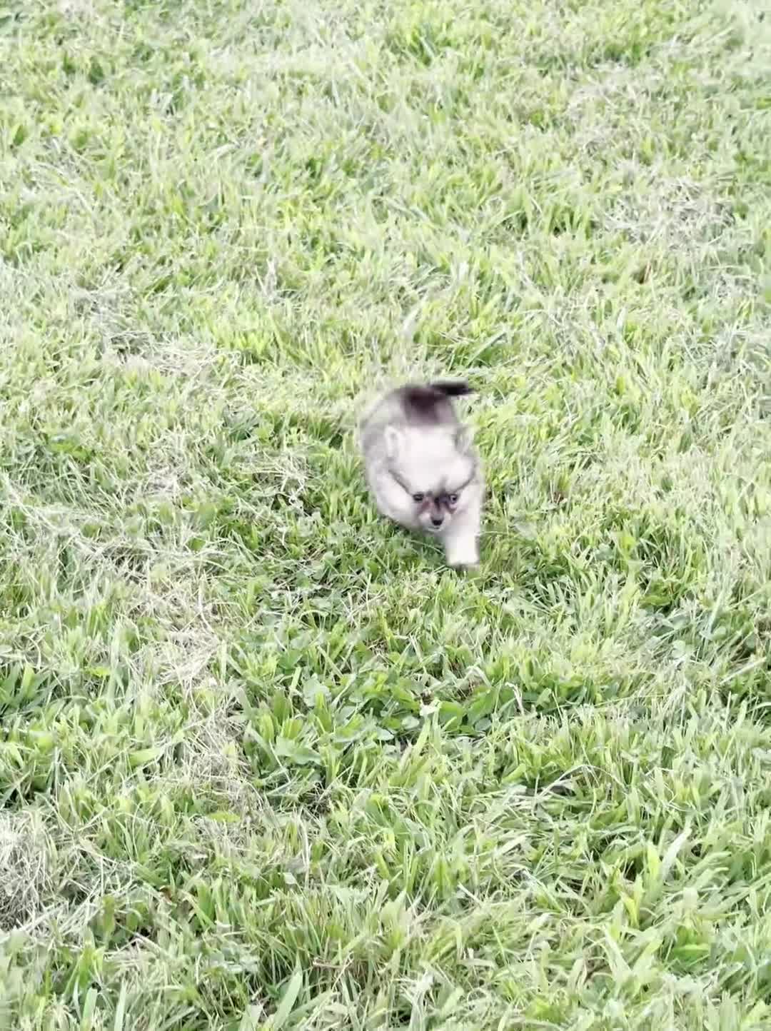 Pomeranian dogs for sale: Julia - Video 1