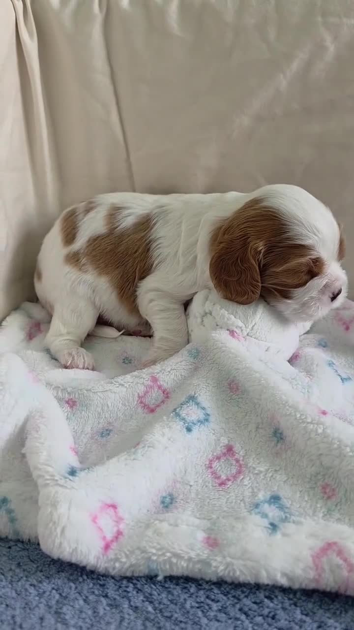 Cavalier King Charles Spaniel dogs for sale: Budapest - Video 1