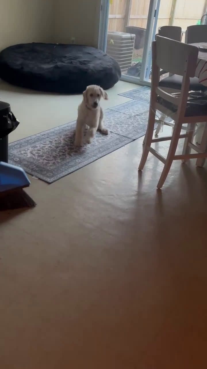 Mixed Breed dogs for sale: Mixed Breed Puppy 1 - Video 1