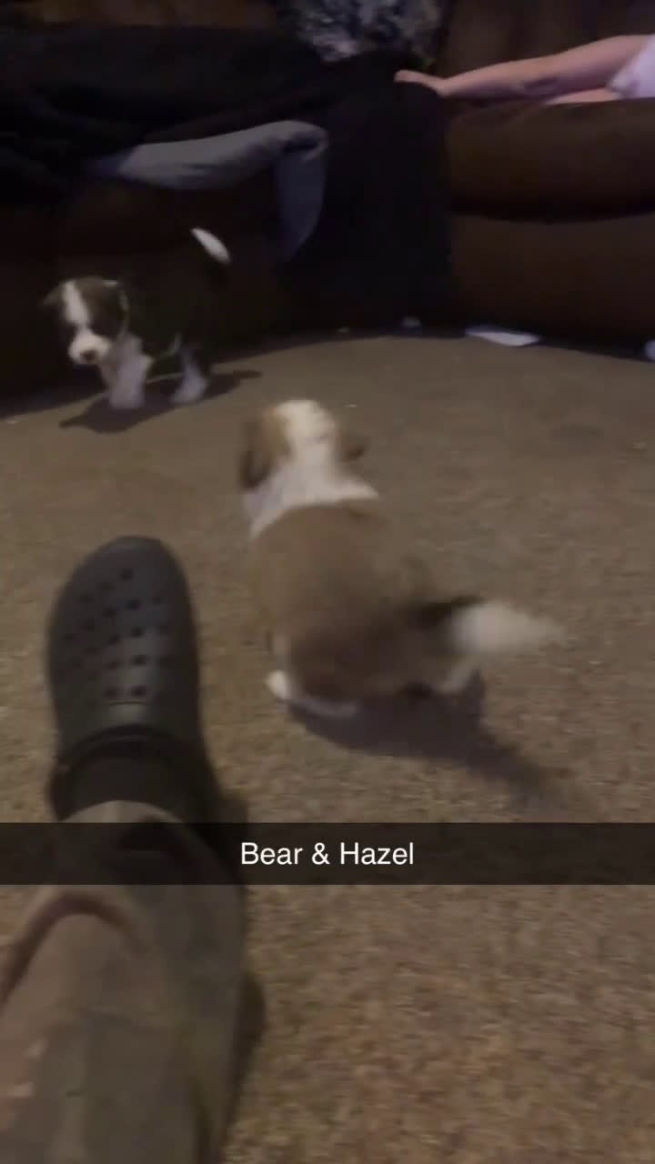 Mixed Breed dogs for sale: Bear - Video 1