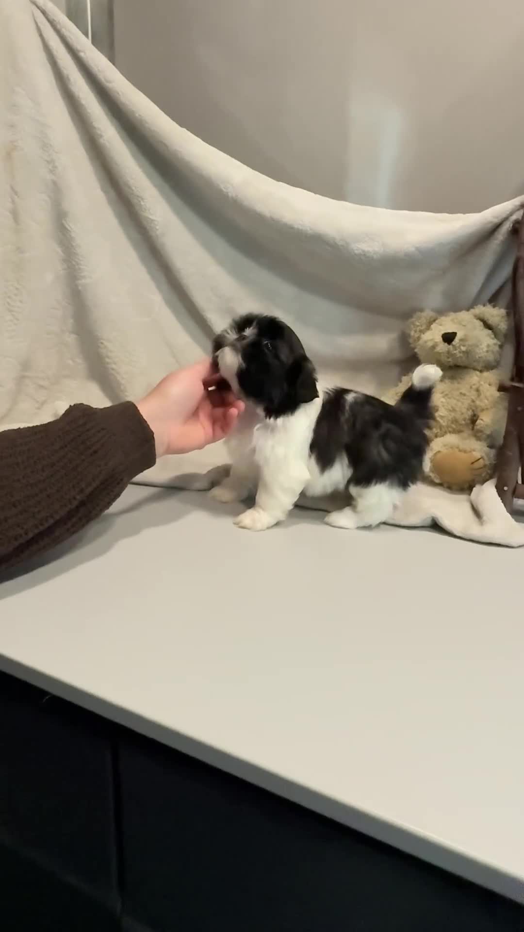 Shih Tzu dogs for sale: AKC SAMMI - Video 2