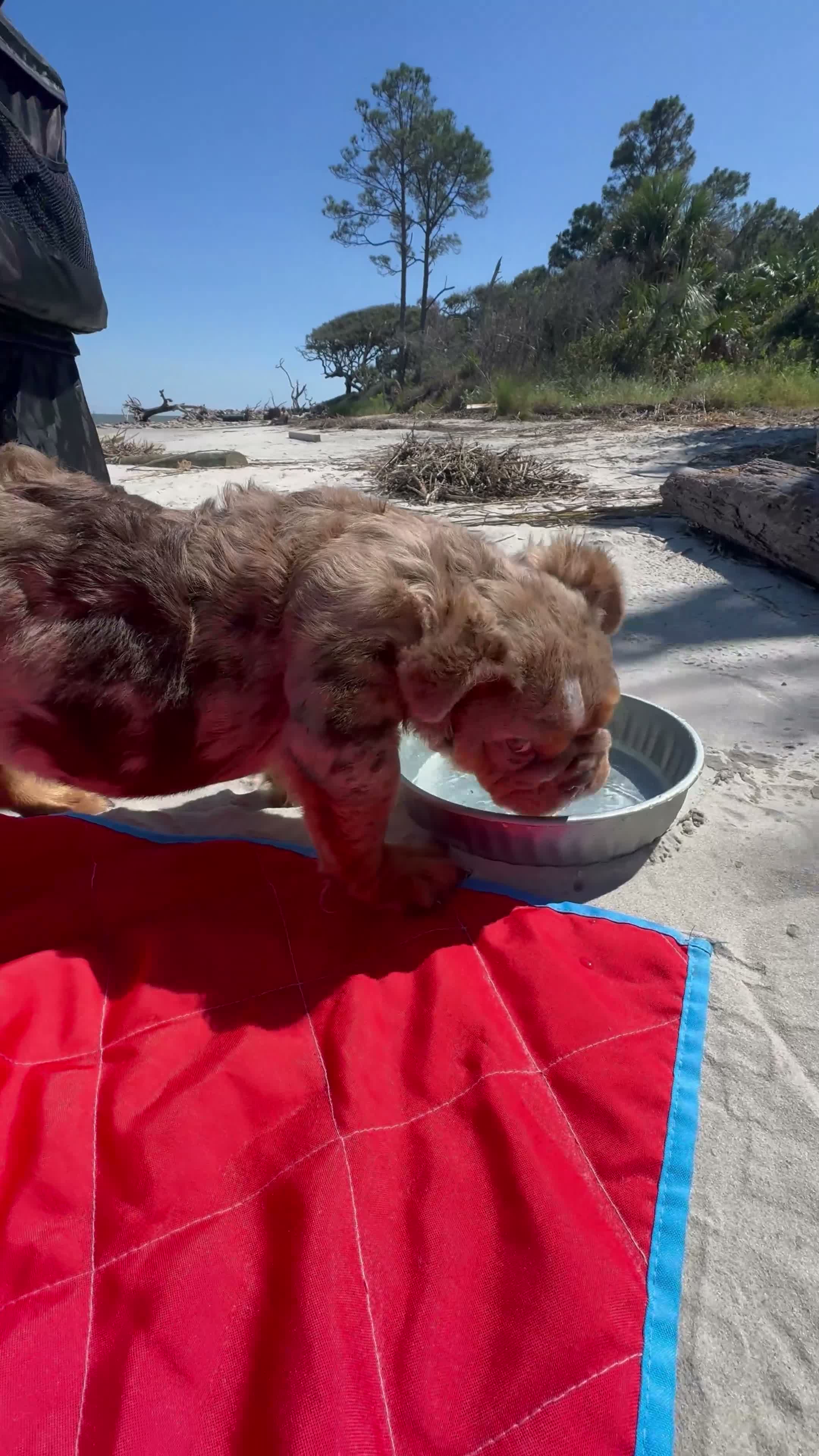English Bulldog dogs for sale: Molly - Video 1