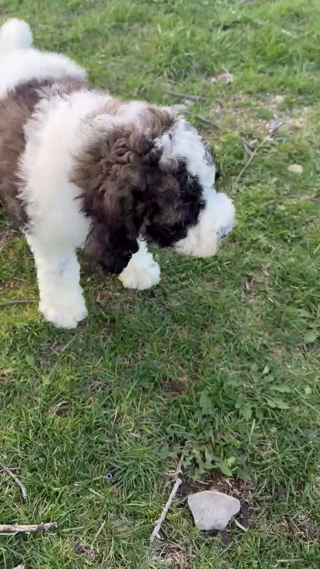 Saint Berdoodles dogs for sale: Georgia - Video 6