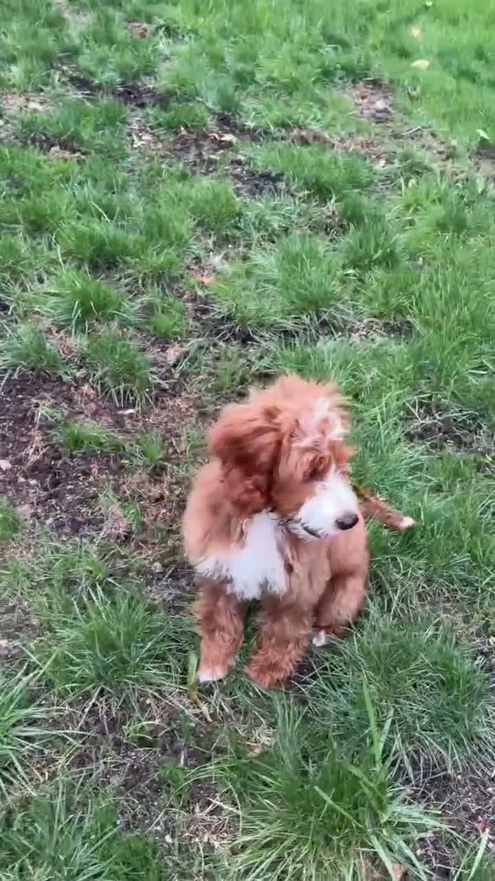 Mini Goldendoodle dogs for sale: Roscoe - Video 1
