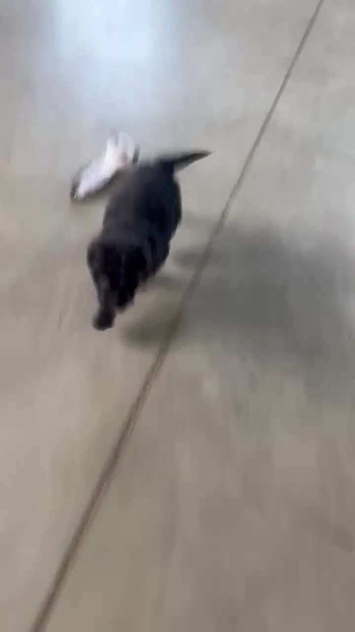 Labradoodle dogs for sale: Tulip - Video 1