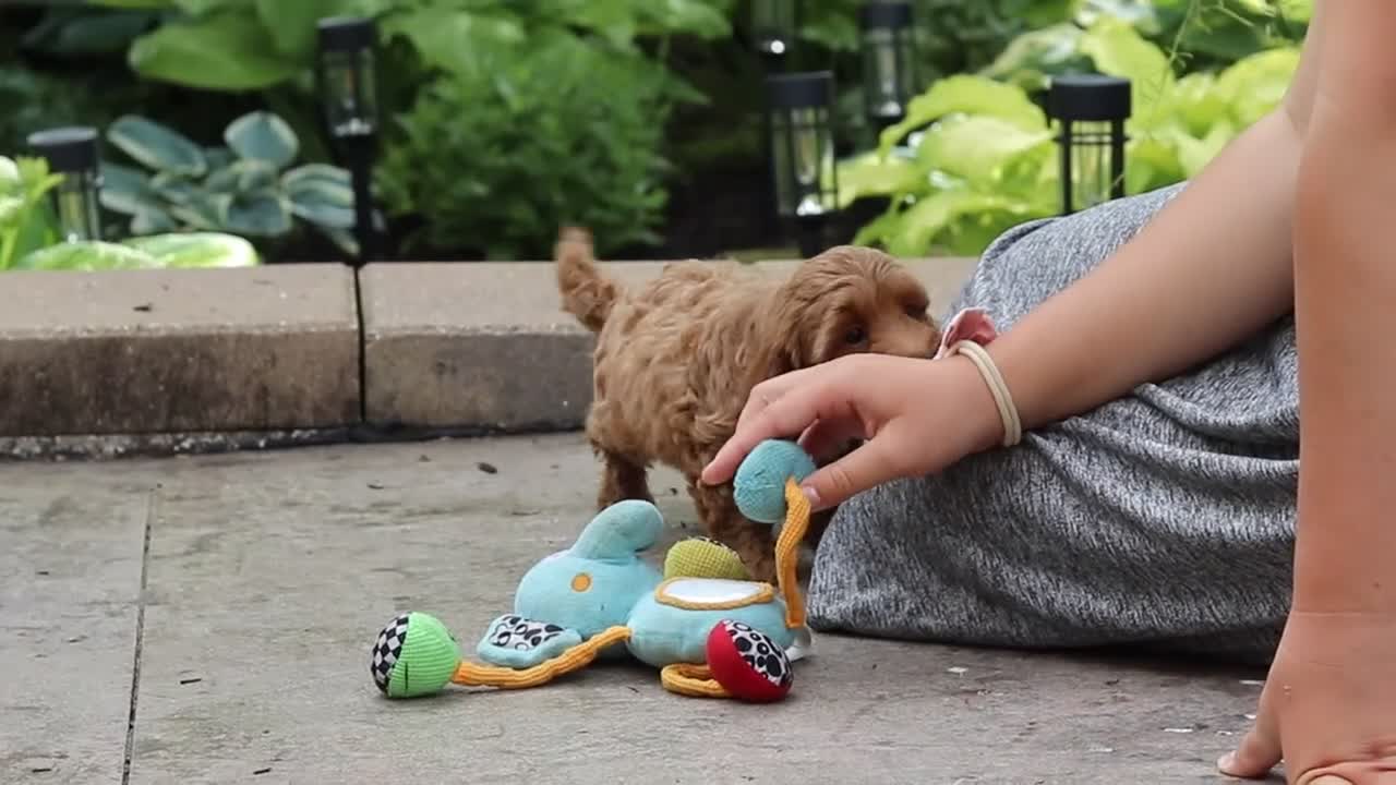 Maltipoo dogs for sale: Ranger - Video 1