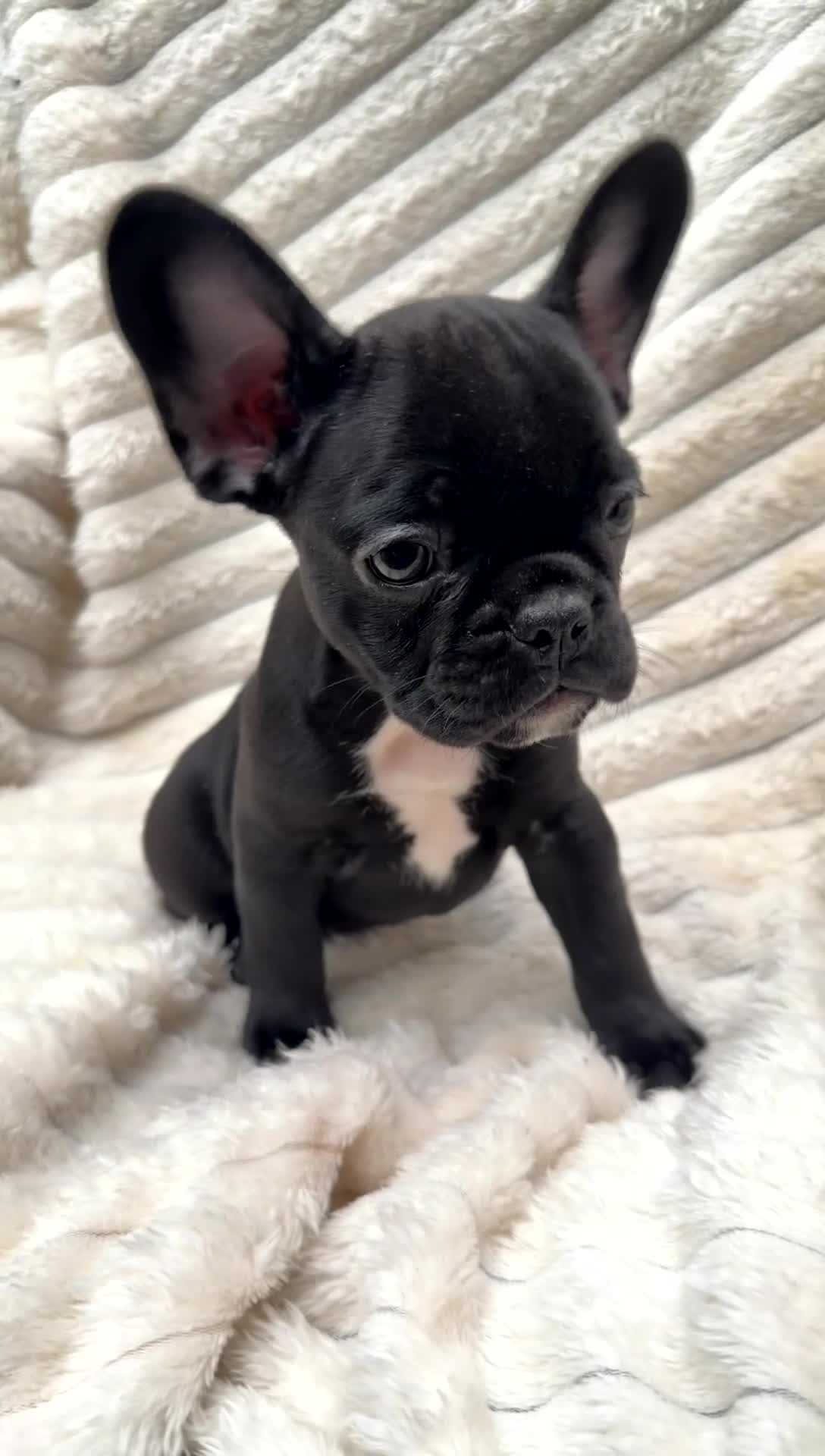 French Bulldog dogs for sale: French Bulldog Black with white on chest  - Video 1