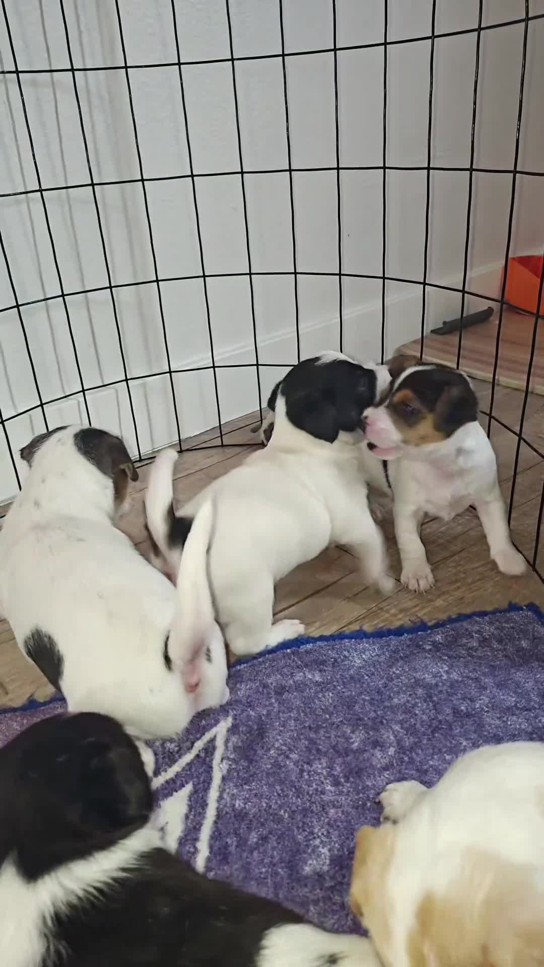 Jack Russell Terrier dogs for sale: Jack Russell Terrier 5 - Video 1