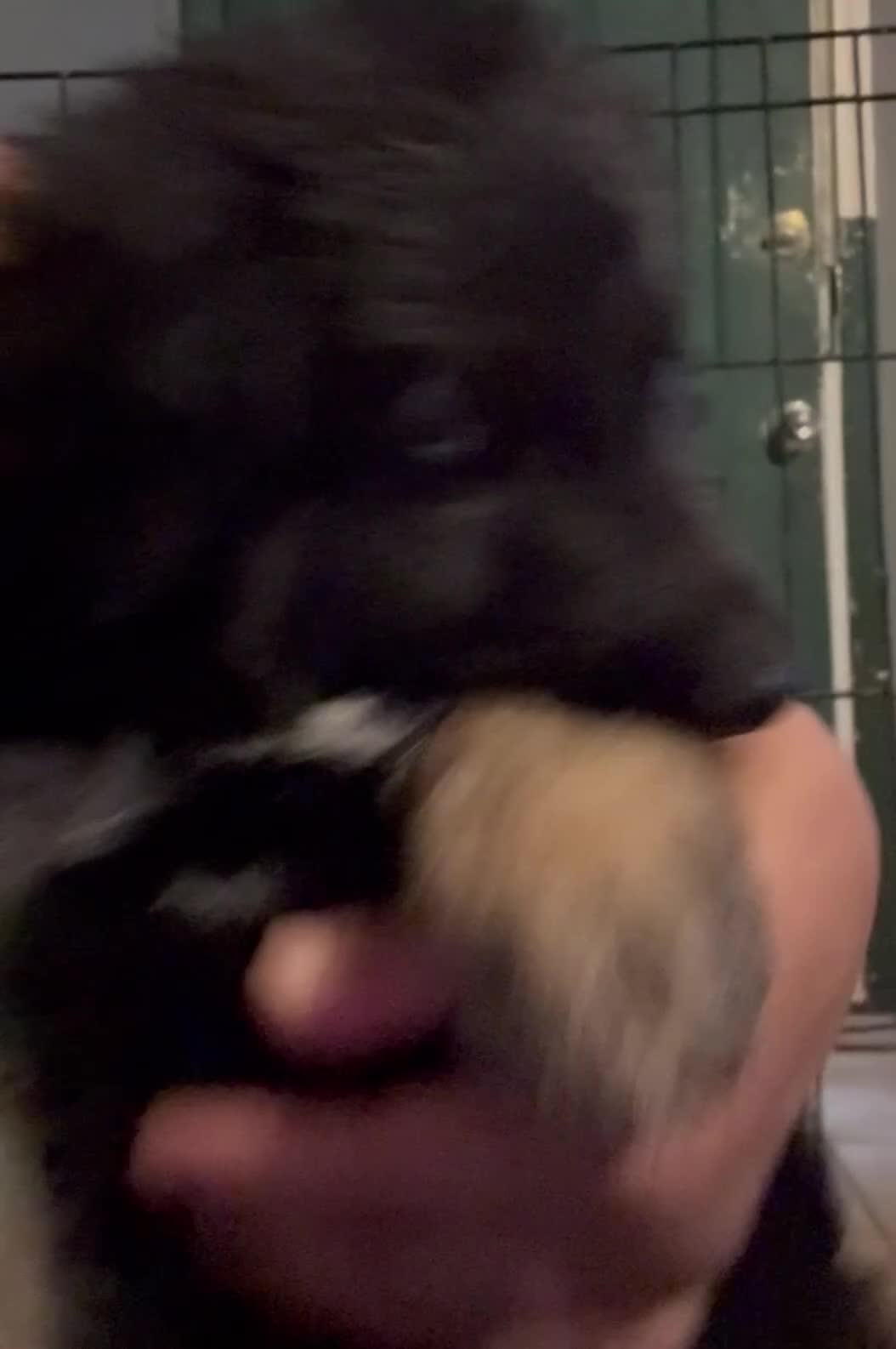 German Shepherd dogs for sale:  Puppy 3 - Video 1