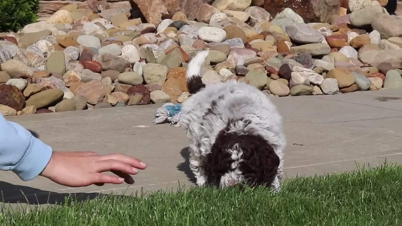 Lagotto Romagnolo dogs for sale: Kaylee - Video 1