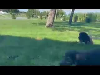 German Shepherd dogs for sale: Kasey - Video 2