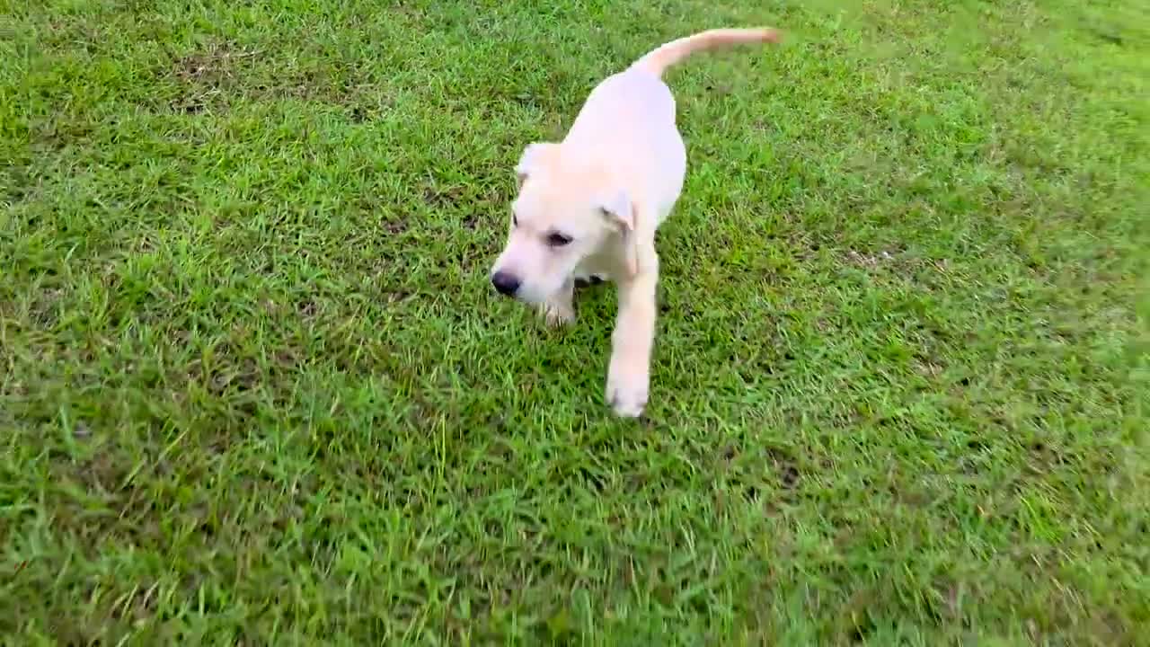 Labrador Retriever dogs for sale: Luna - Video 2