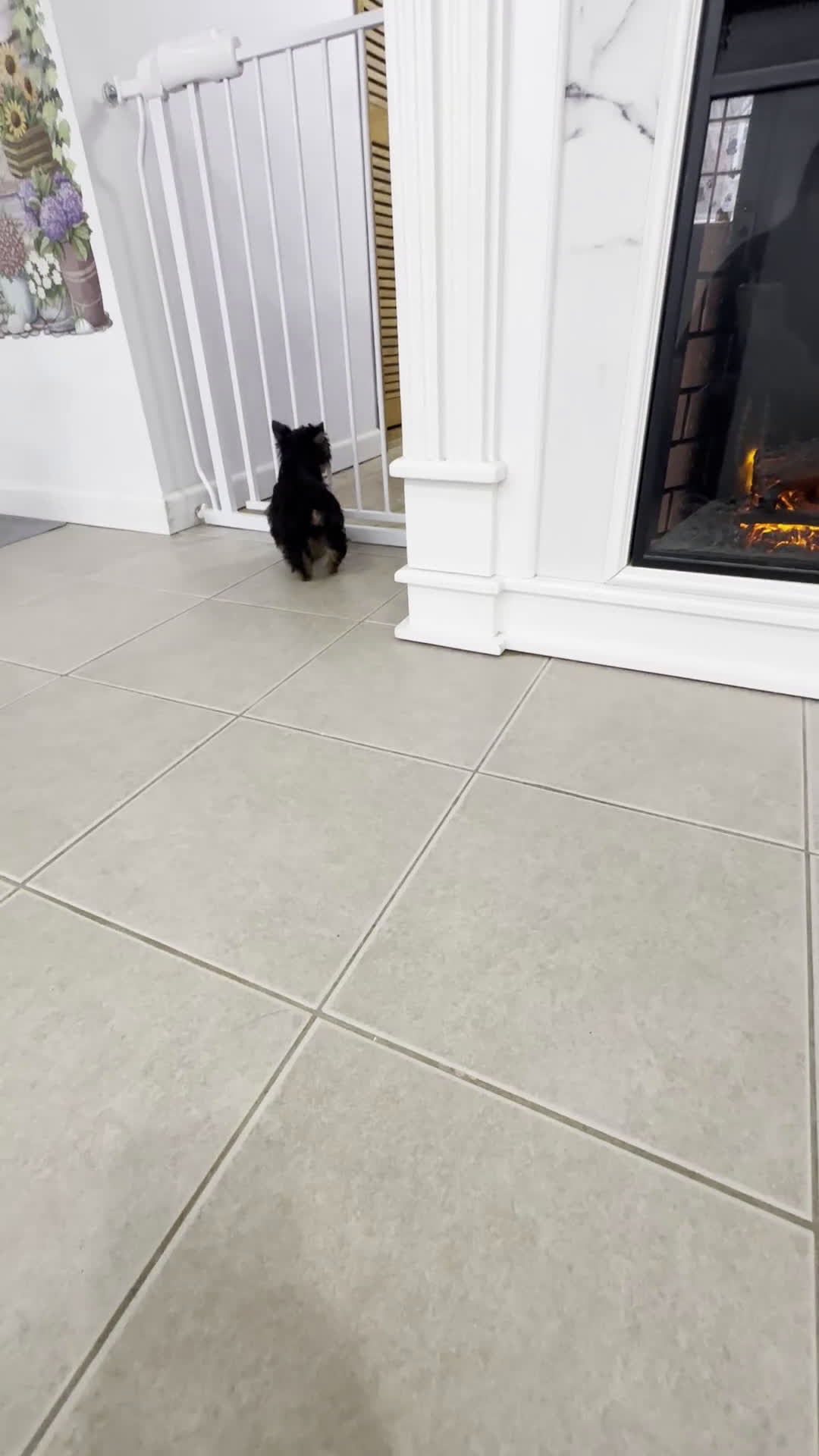 Yorkshire Terrier dogs for sale: Teacup Yorkshire Terrier  - Video 2