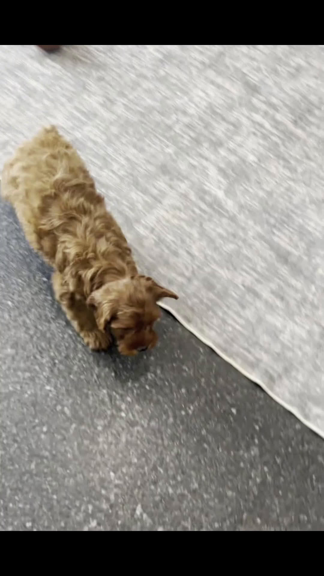 Cavapoo dogs for sale: Lavender Adorable F1B Champion Line Cavapoo - Video 3