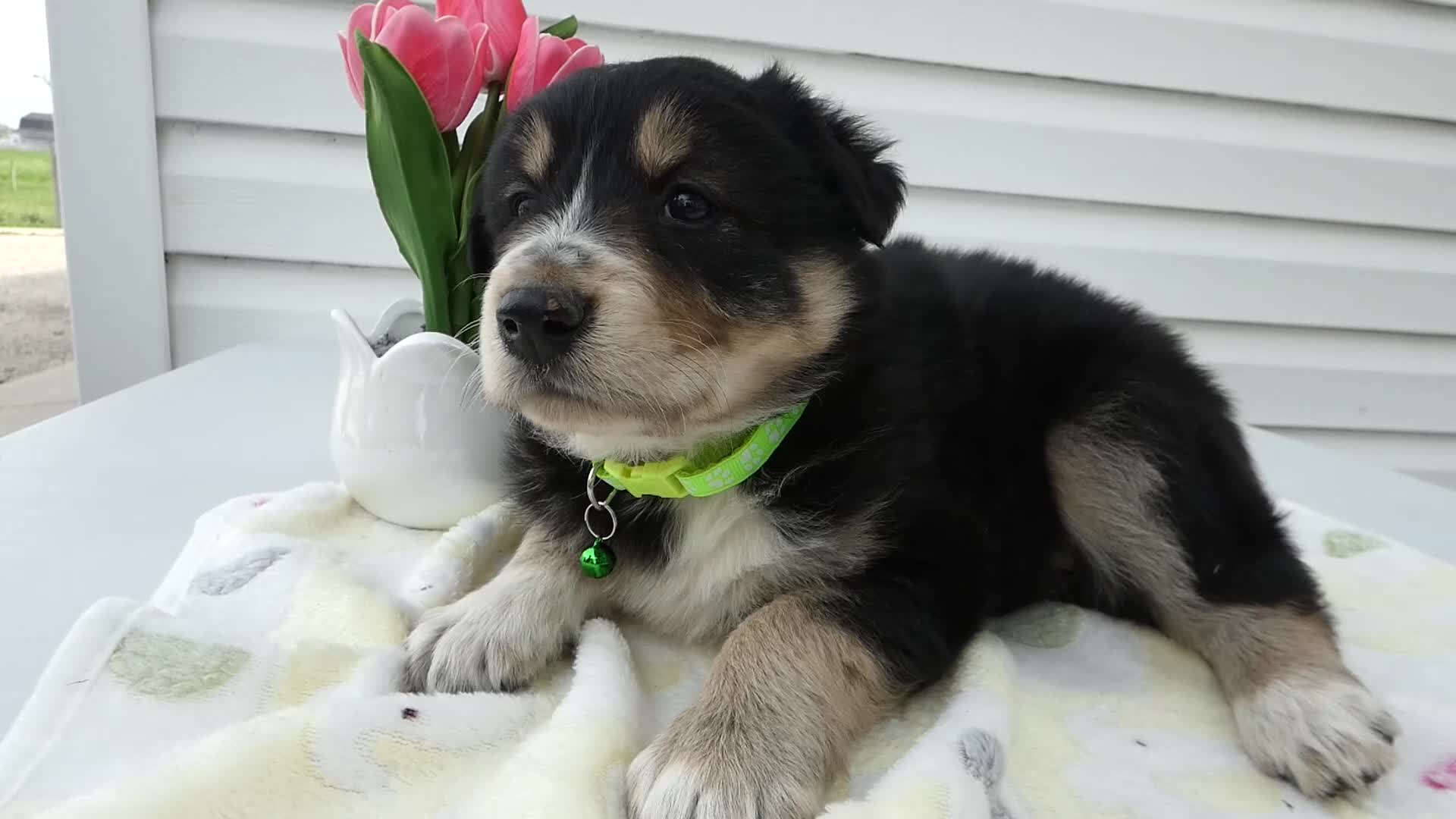 Miniature Australian Shepherd dogs for sale: Miniature Australian Shepherd Puppy 3 Jasper - Video 1