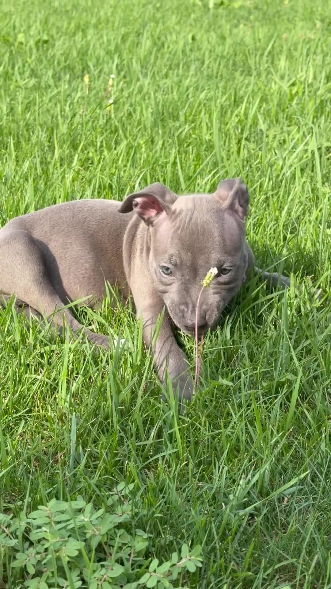 Mixed Breed dogs for sale: Alo - Video 1