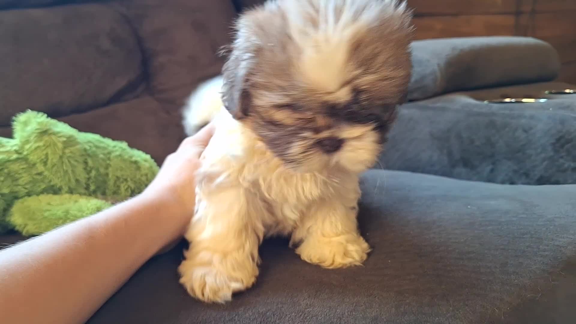 Teddy Bear dogs for sale: Rocky - Video 2