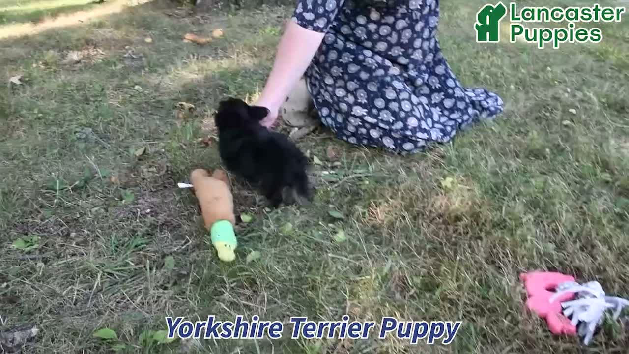 Yorkshire Terrier dogs for sale: Lenny - Video 1