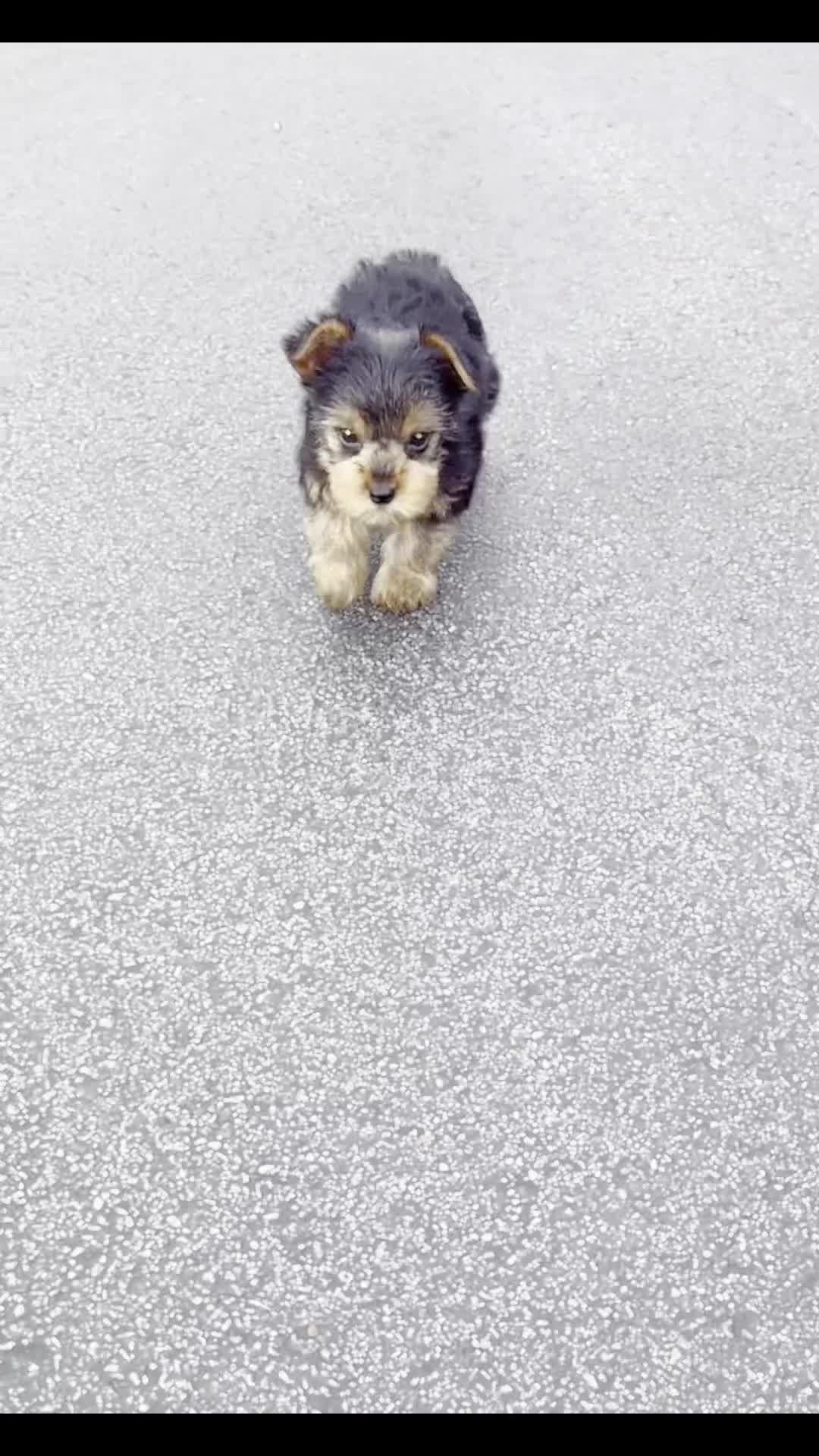 Yorkshire Terrier dogs for sale: Elowen - Video 1