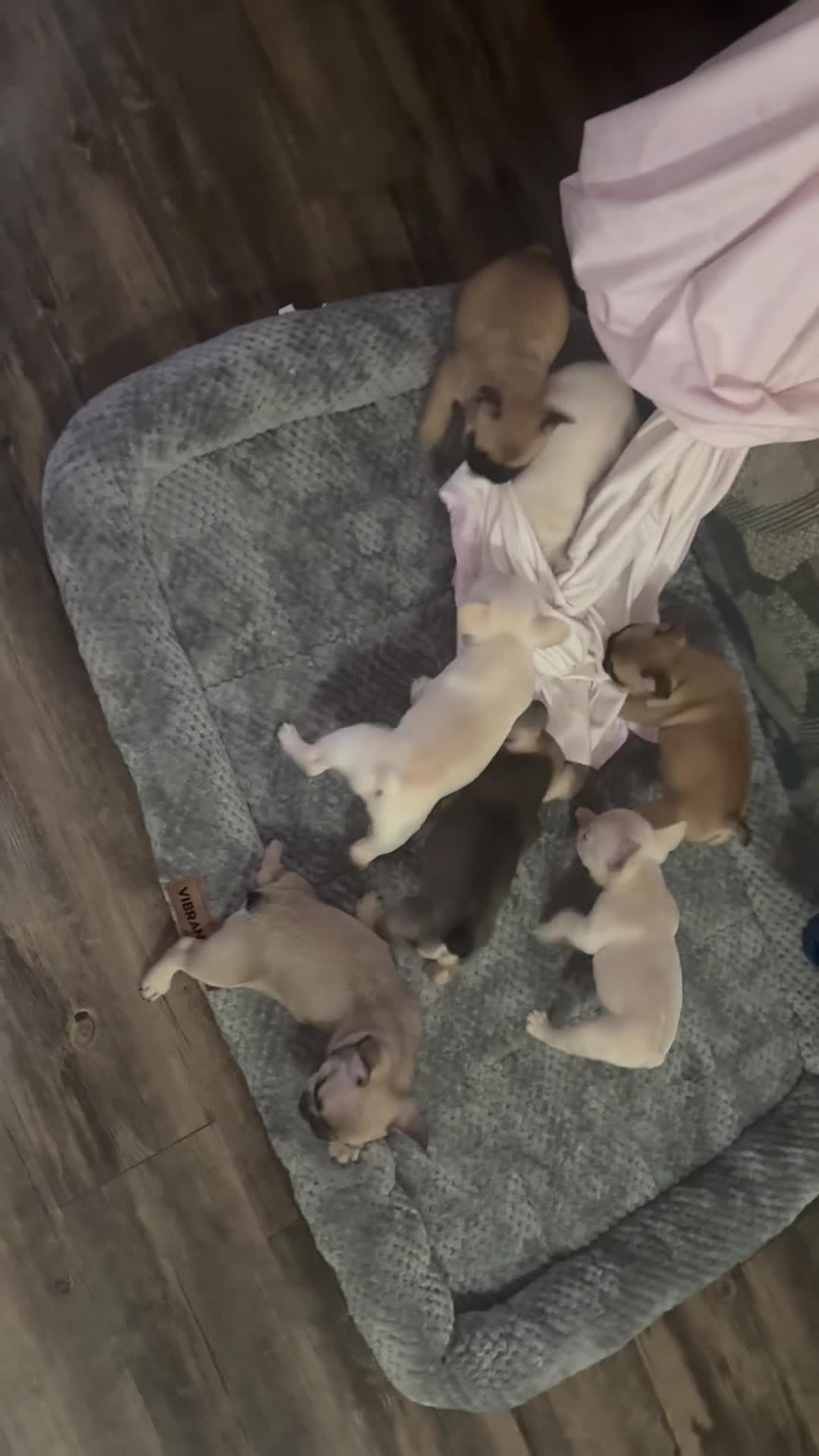 French Bulldog dogs for sale: French Bulldog Puppy 1 - Video 1