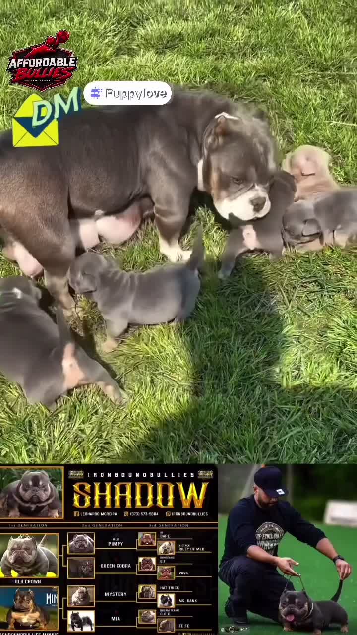 American Bully dogs for sale: American Bully 5 - Video 1
