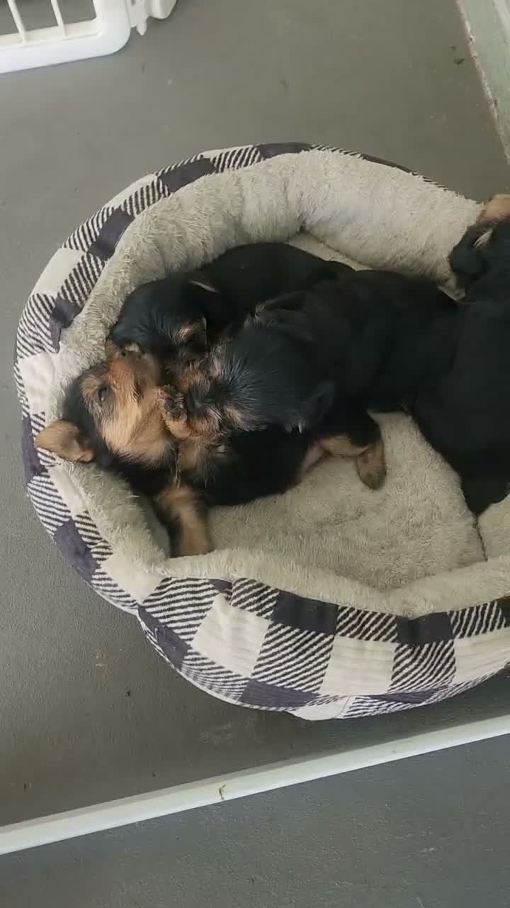 Yorkshire Terrier dogs for sale: Yorkshire Terrier 2 - Video 7