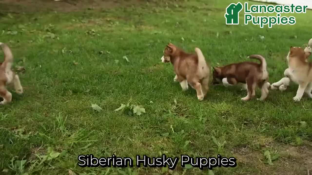 Siberian Husky dogs for sale: Heather - Video 1