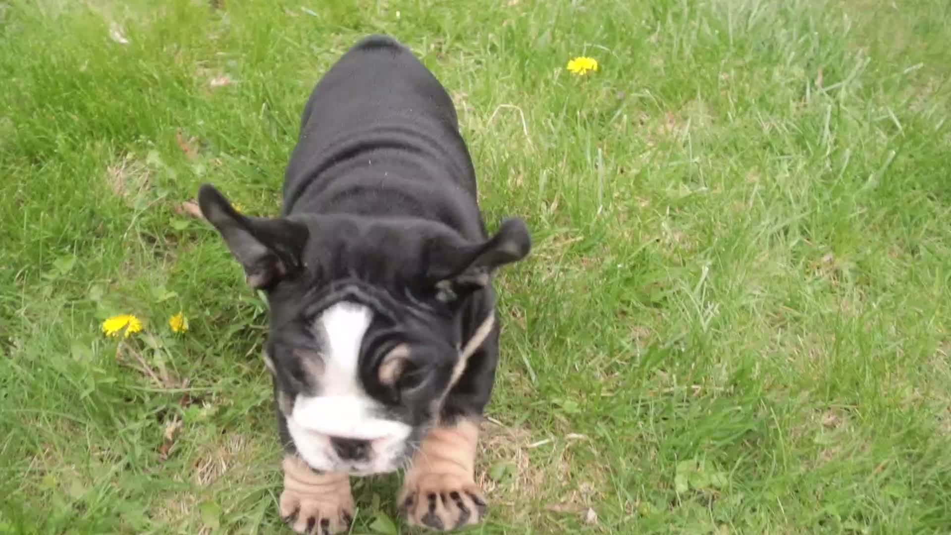 English Bulldog dogs for sale: Amelia - Video 1