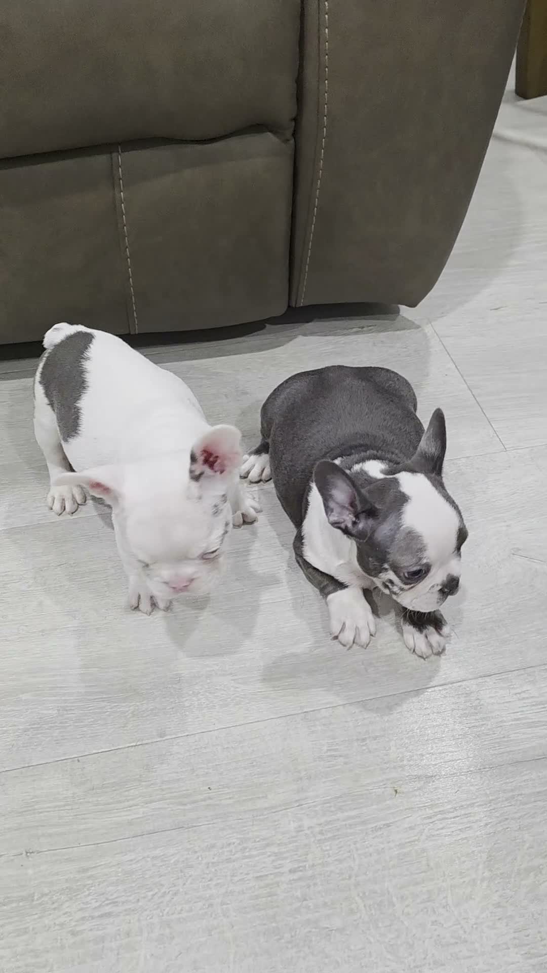 French Bulldog dogs for sale: Sultan - Video 1