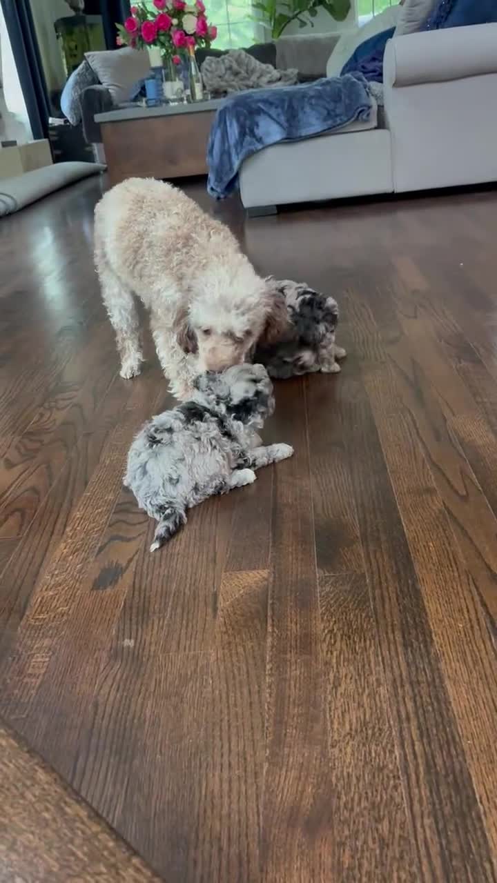 Mini Aussiedoodle dogs for sale: Mini Aussiedoodle 1 - Video 1