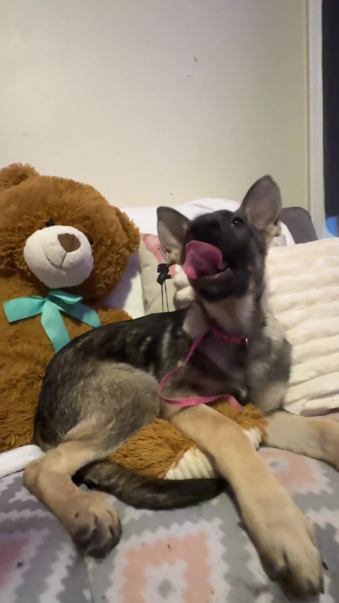 German Shepherd dogs for sale:  Blossom  - Video 1