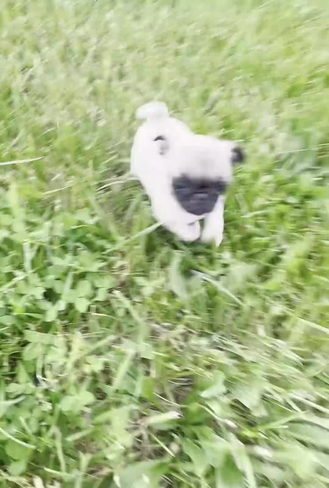 Pug dogs for sale: Love Bug - Video 1