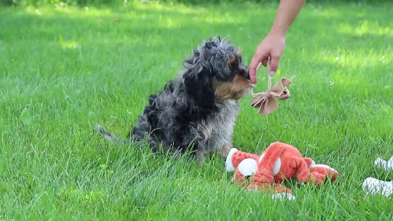 Cavapoo dogs for sale: Skeeter - Video 1