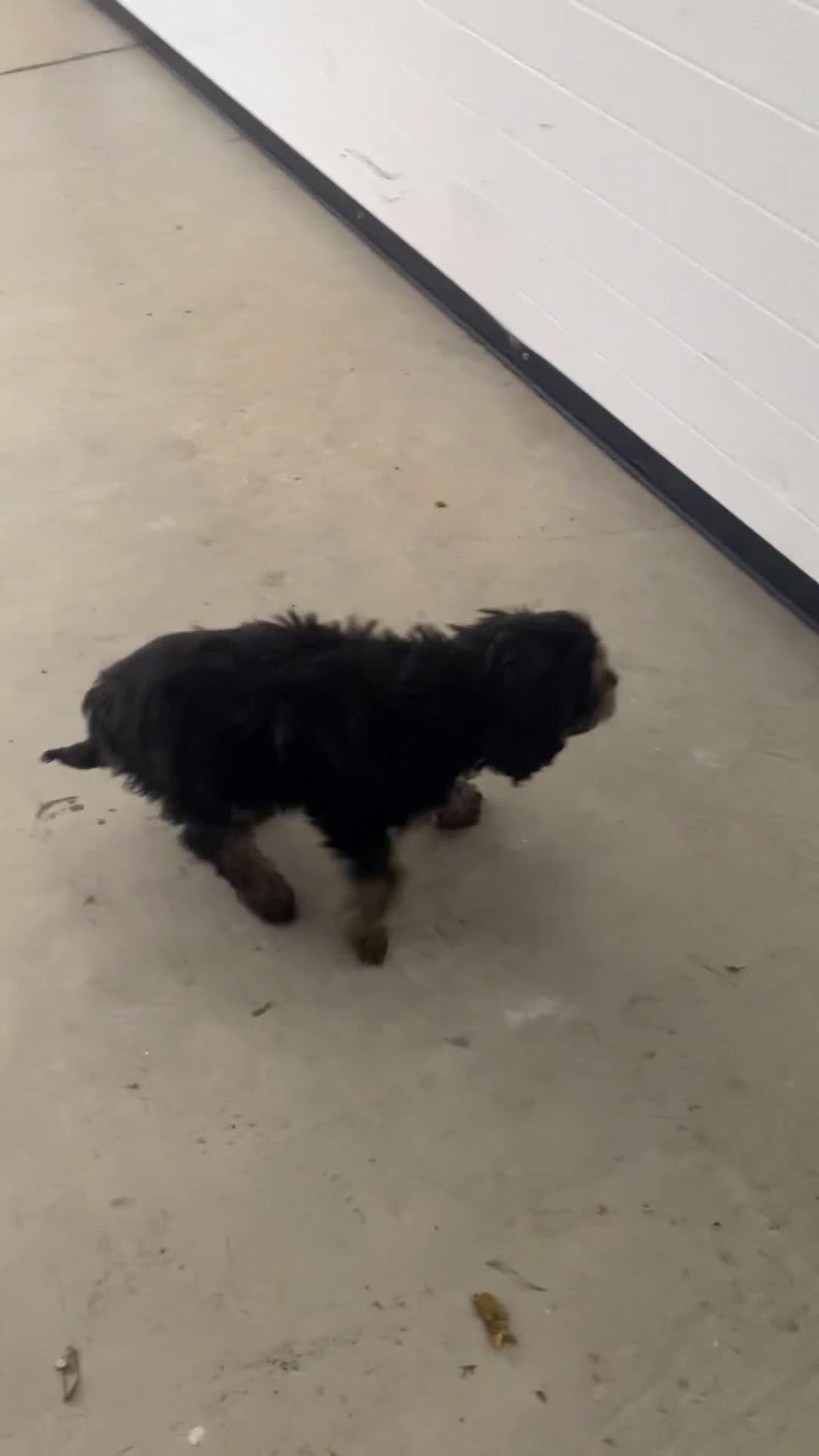 Cavapoo dogs for sale: Nicko - Video 1
