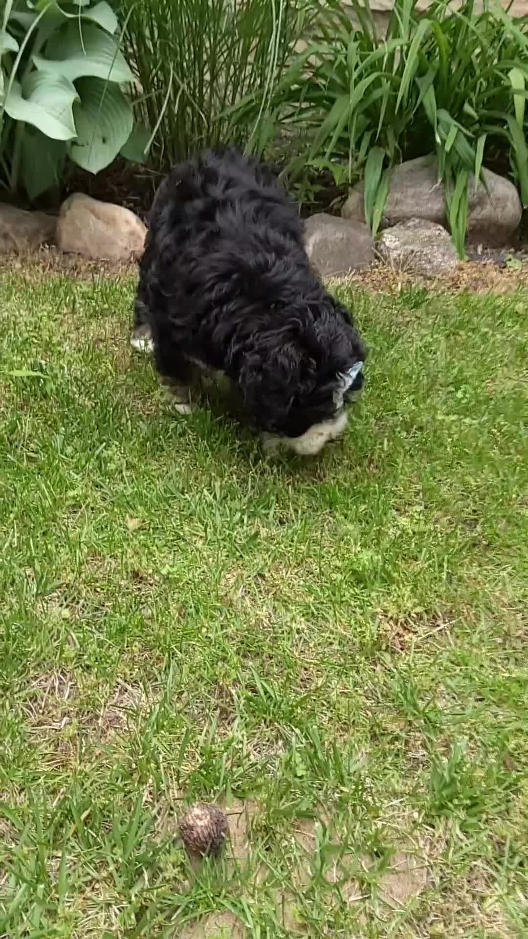 Bernedoodle dogs for sale: Bernedoodle Puppy 4 - Video 1