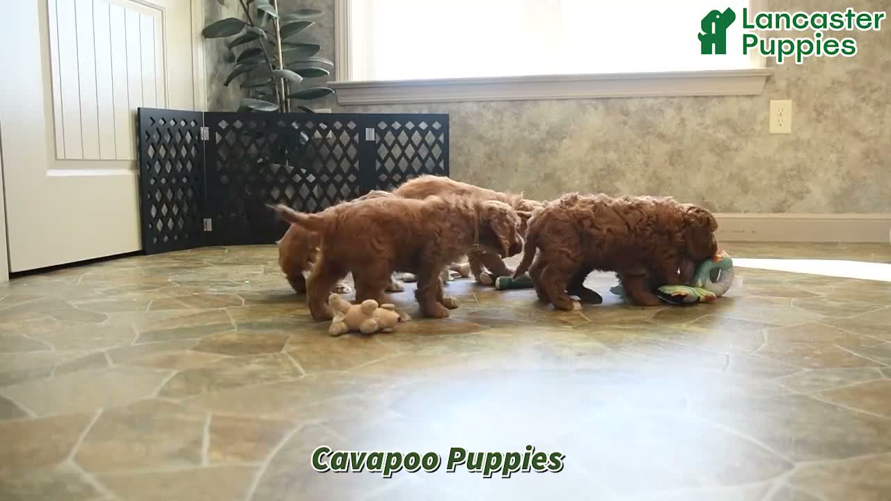 Cavapoo dogs for sale: Onxo - Video 1