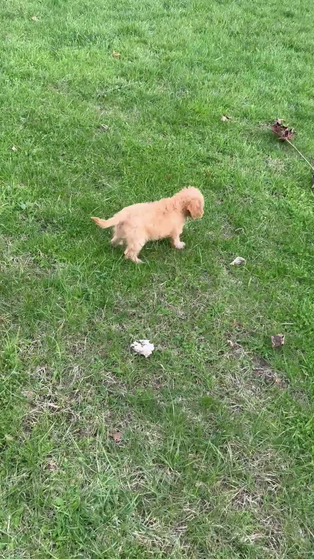 Cavapoo dogs for sale: Rusty - Video 2