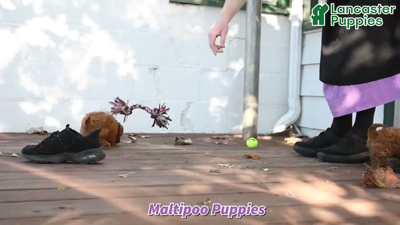 Maltipoo dogs for sale: Jasper - Video 1