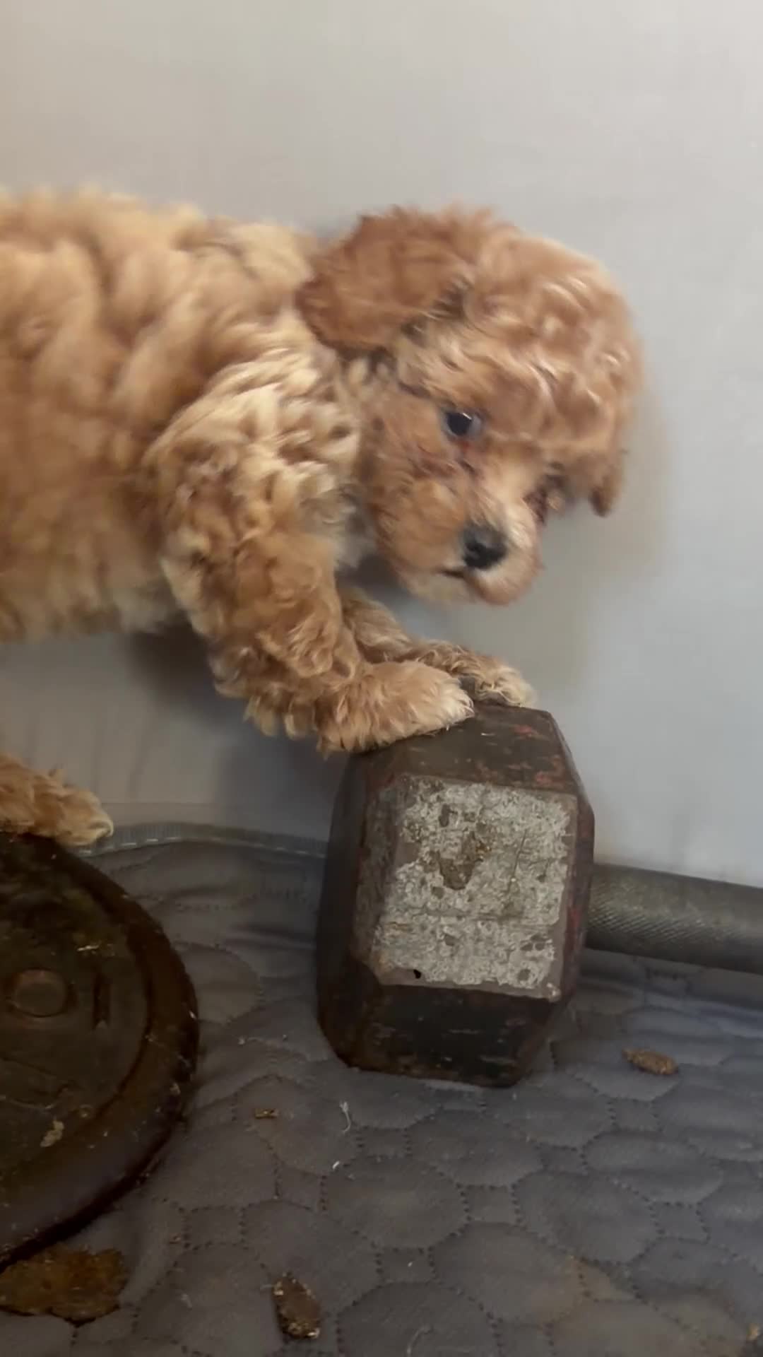 Shihpoo dogs for sale: Shihpoo 5 ~ Smokey  - Video 1