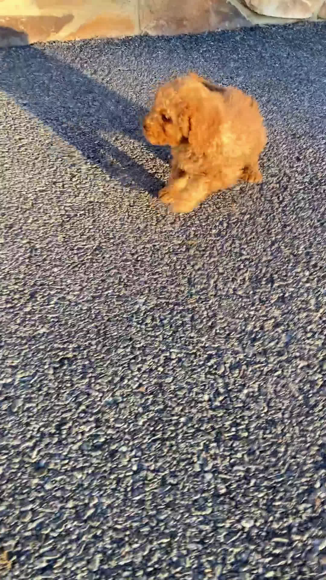 Labradoodle dogs for sale: Puppy - Video 1