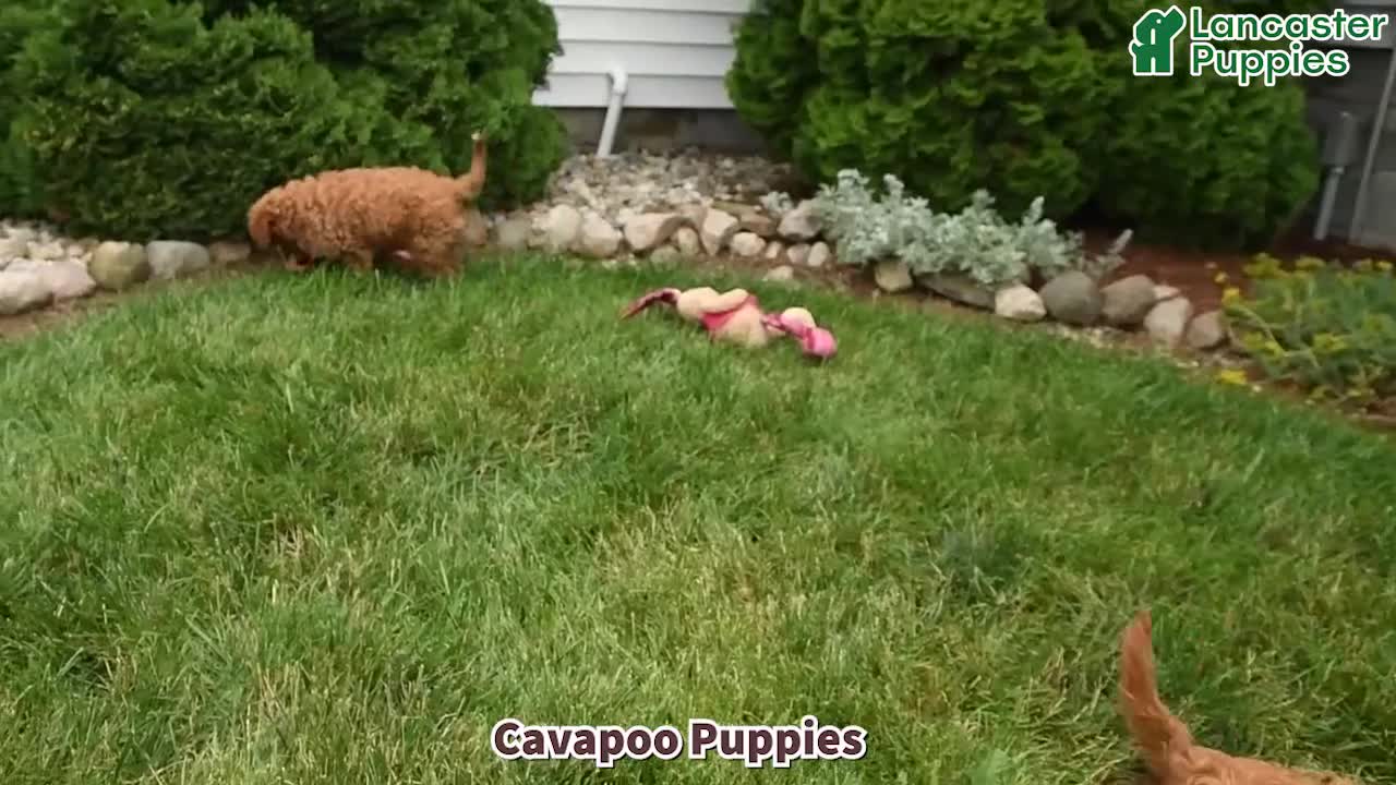 Cavapoo dogs for sale: Byron - Video 1