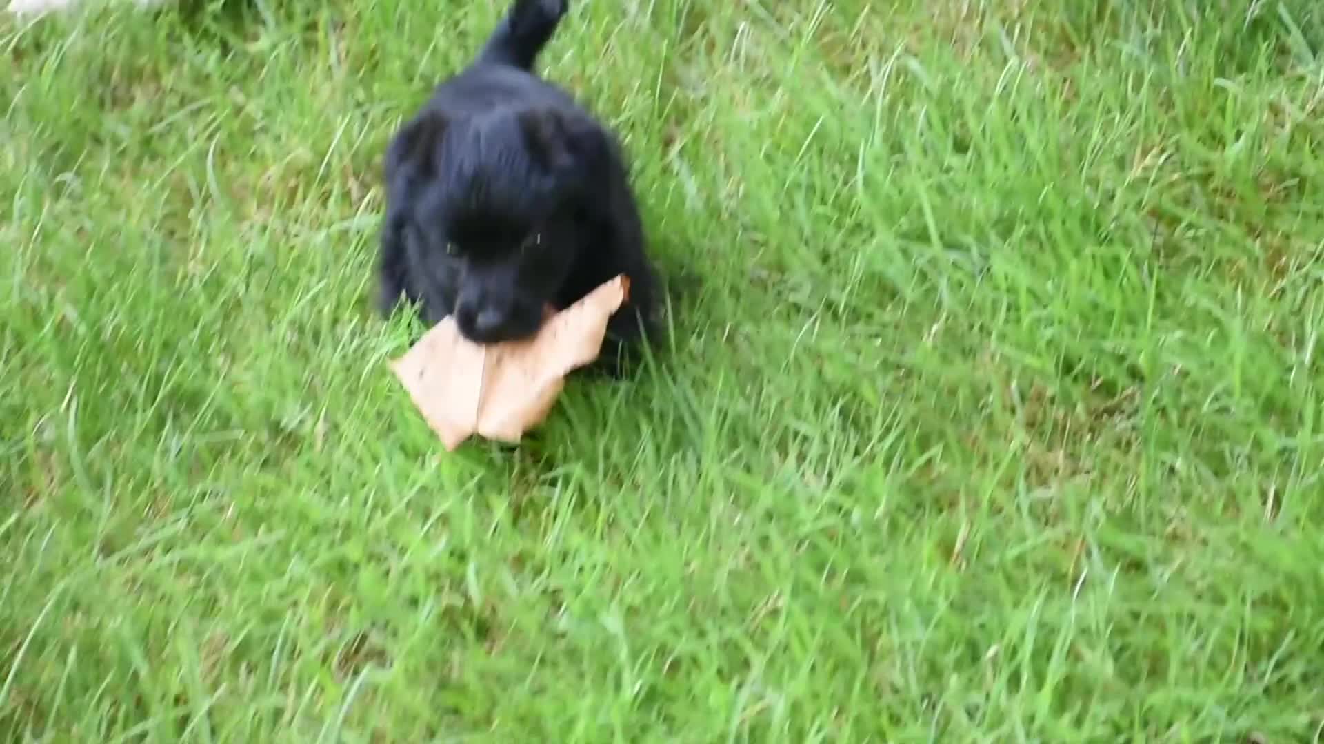 Bordoodle dogs for sale: Rex - Video 1